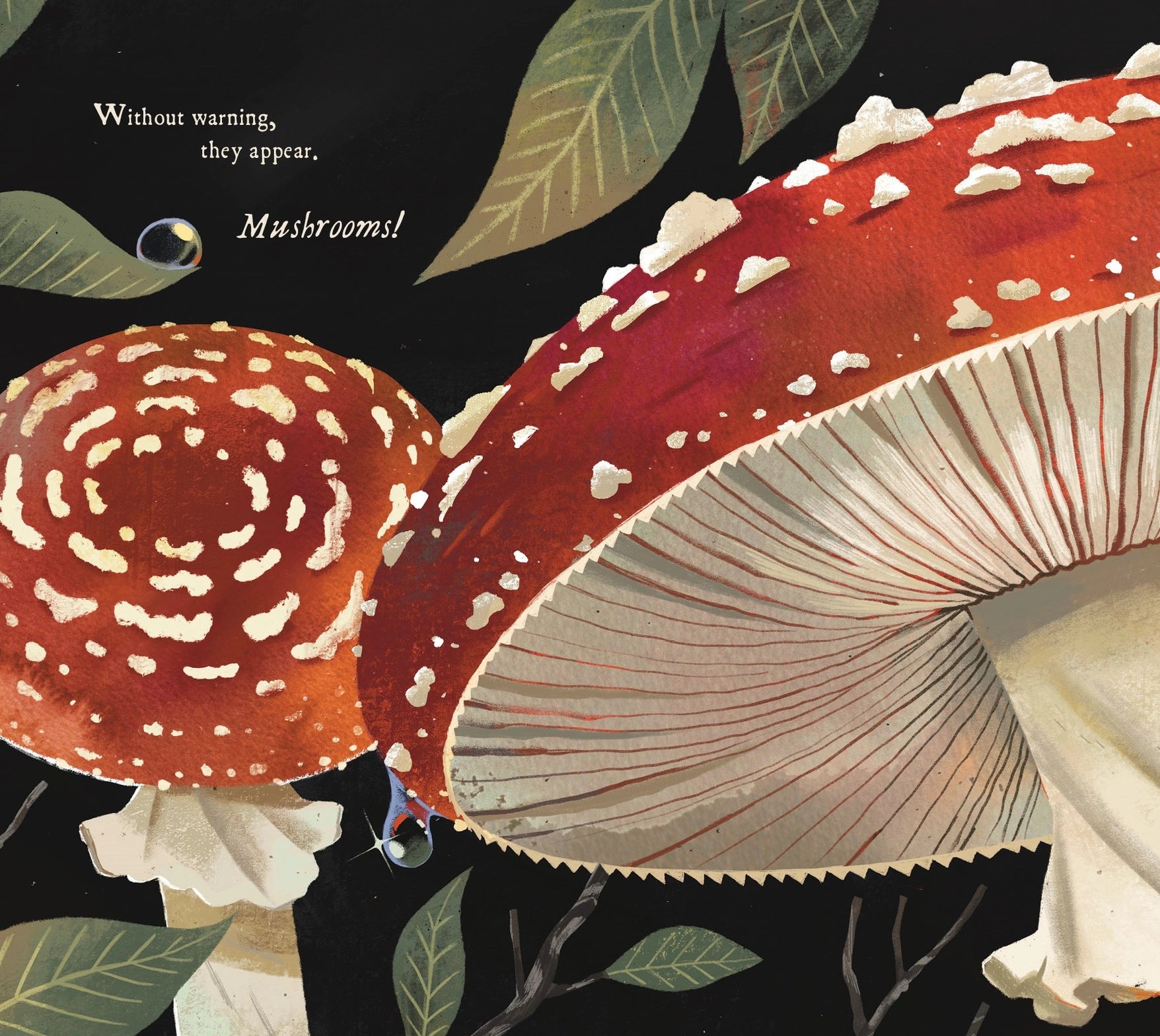Mushroom Rain, Picture Book