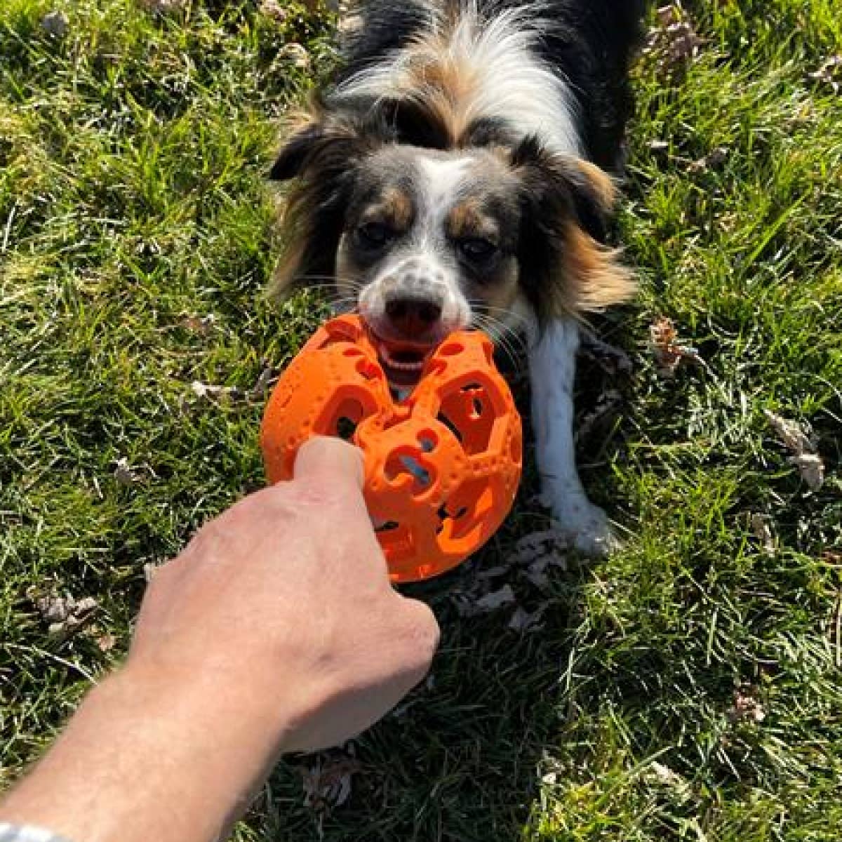 GOAT Sport Flex-a-Ball Dog Toy