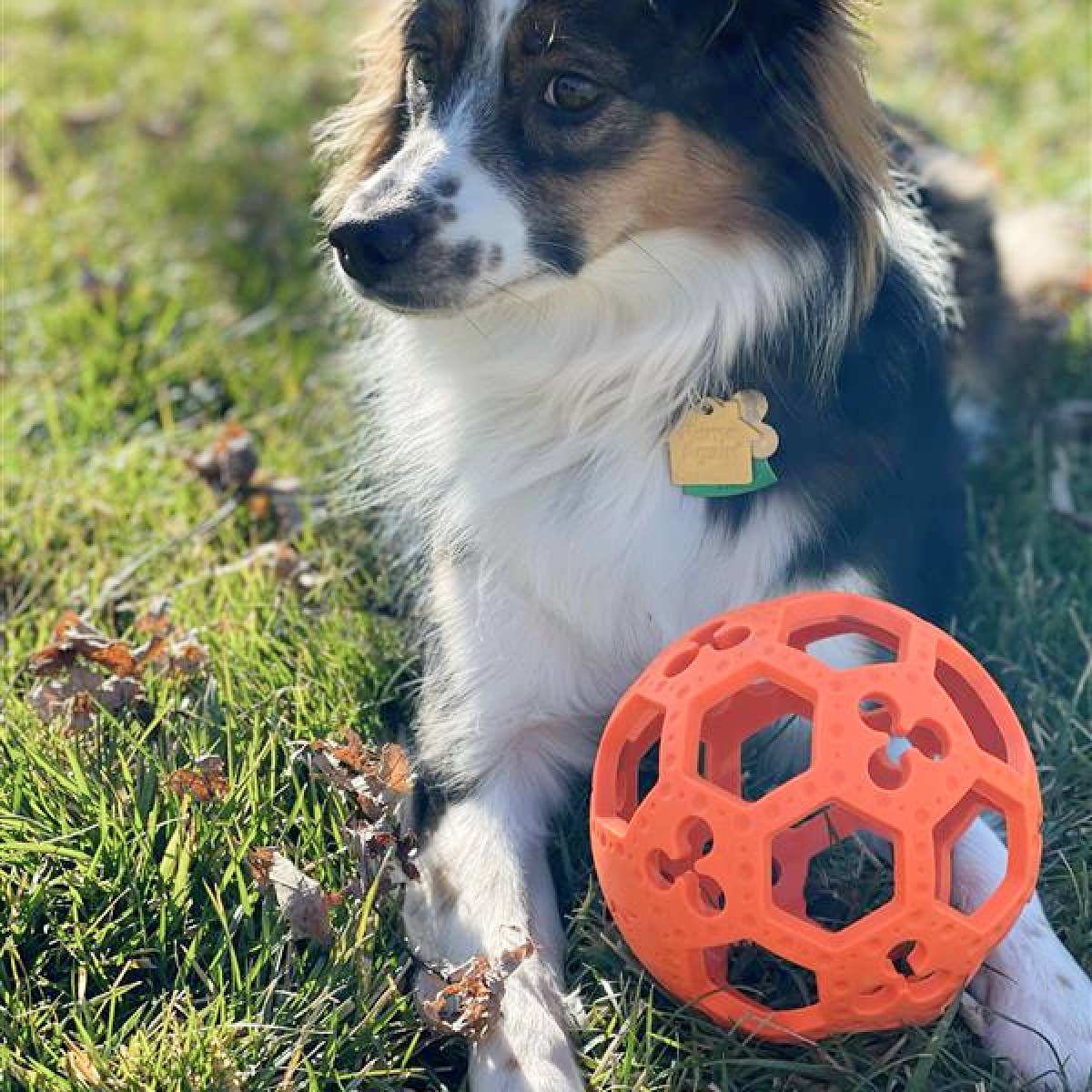 GOAT Sport Flex-a-Ball Dog Toy
